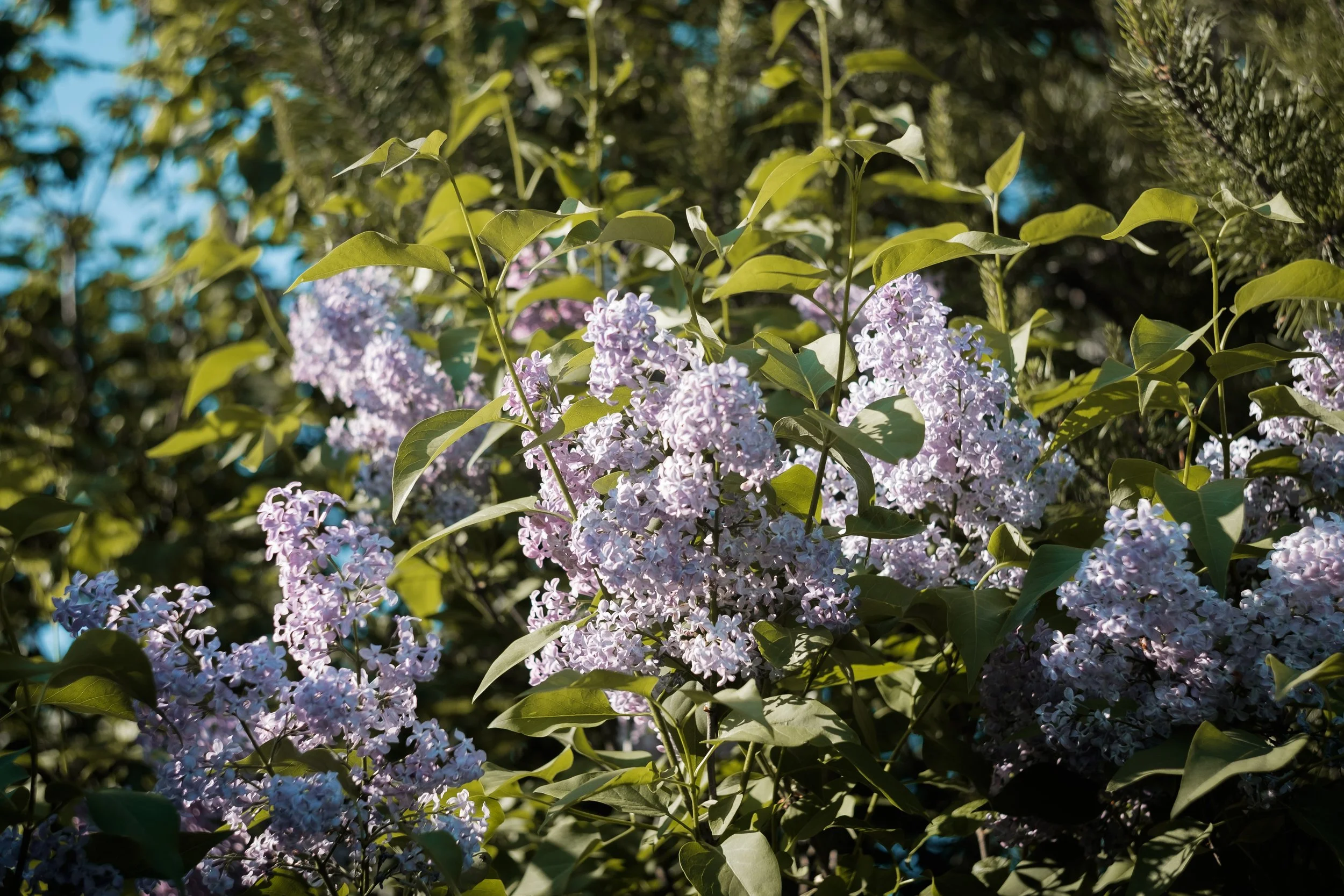 DSCF4157.jpg