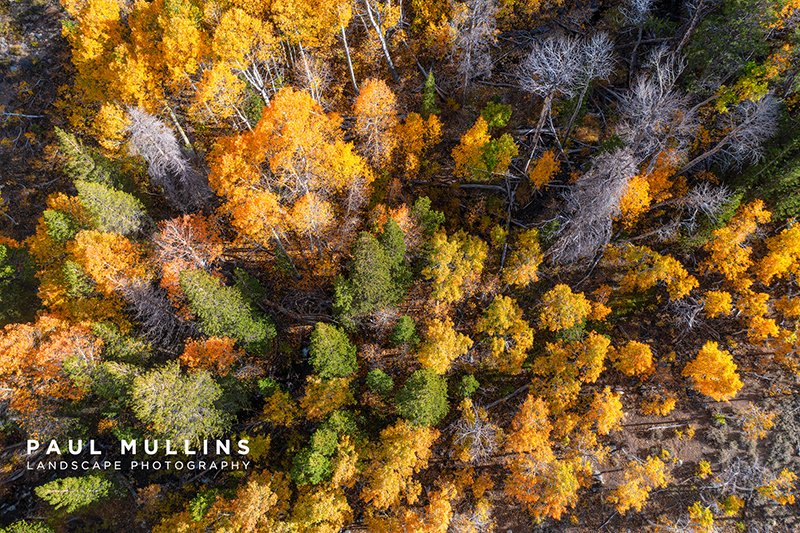 Aspen Lookout