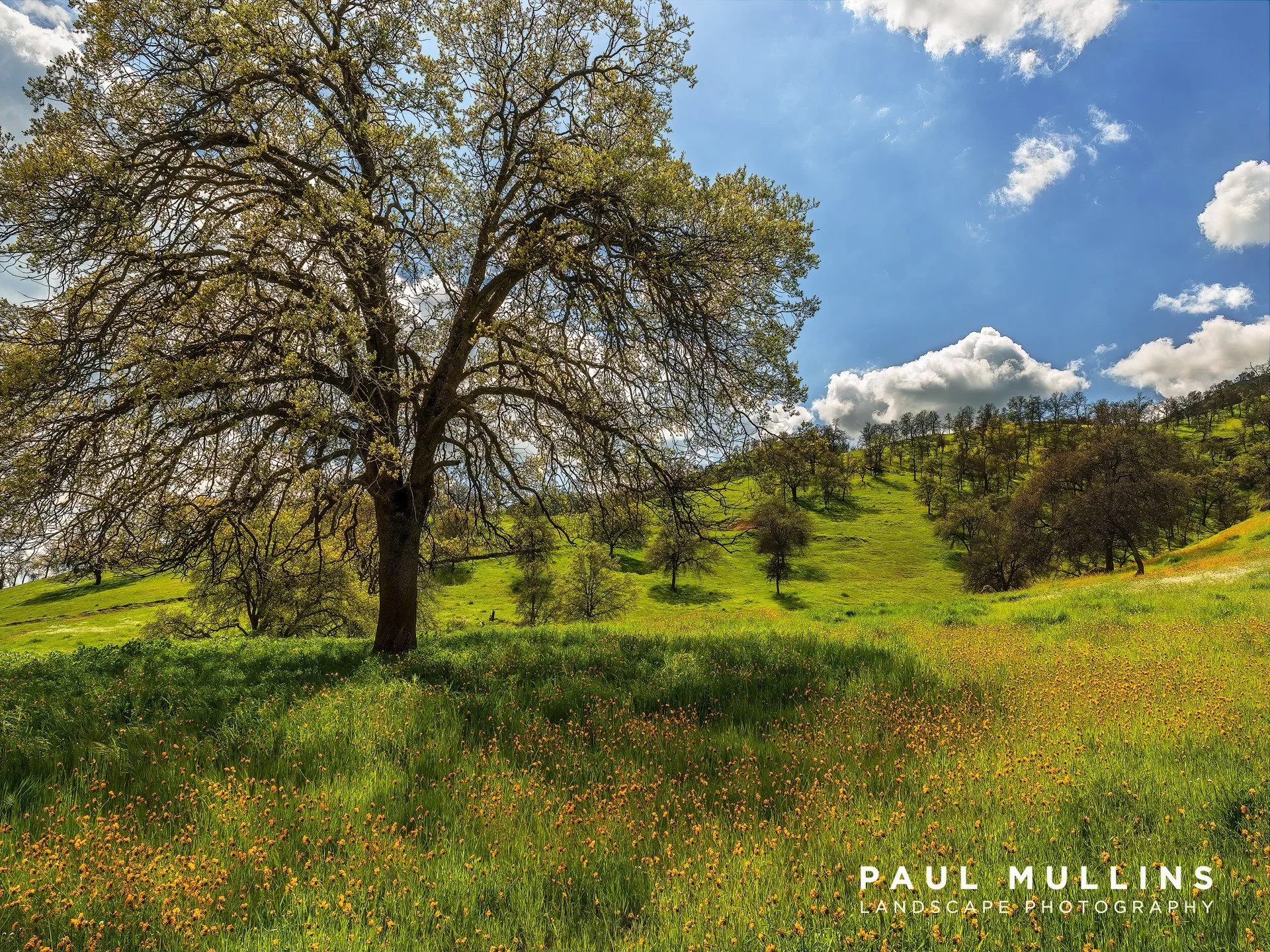 Valley Spring 1