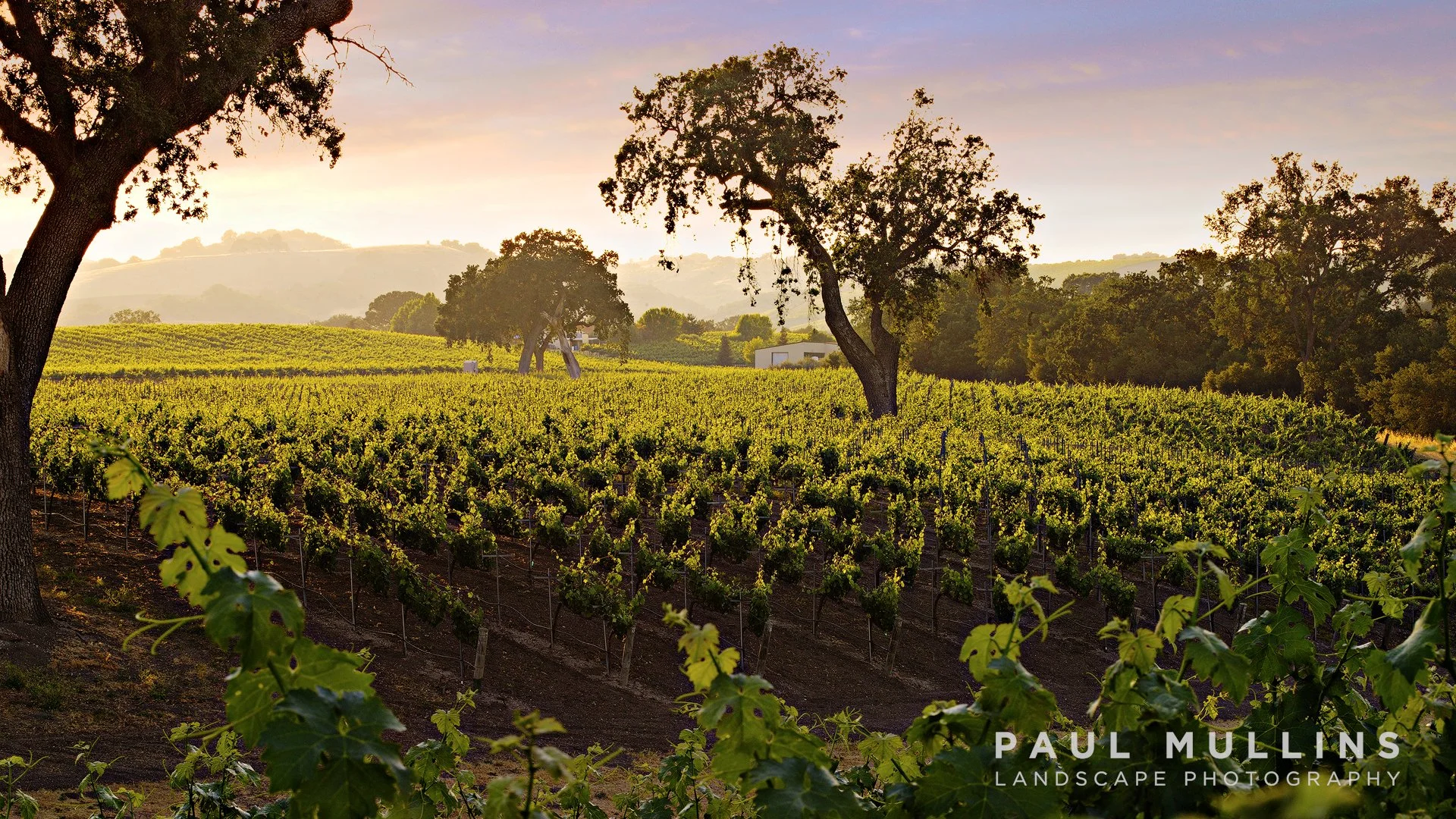 Wine Grapes 9