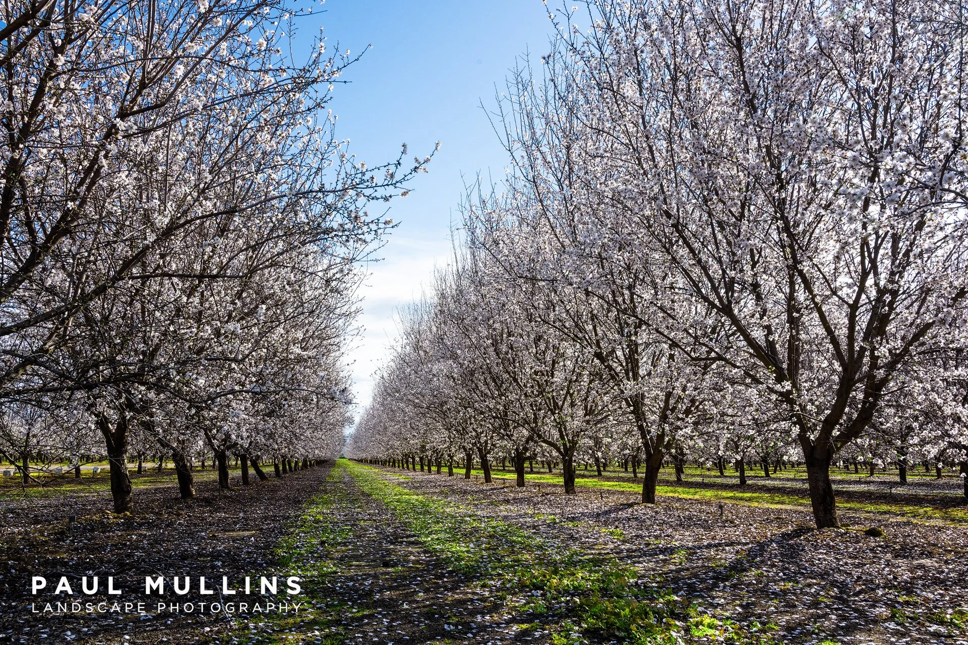 Almond Blossoms