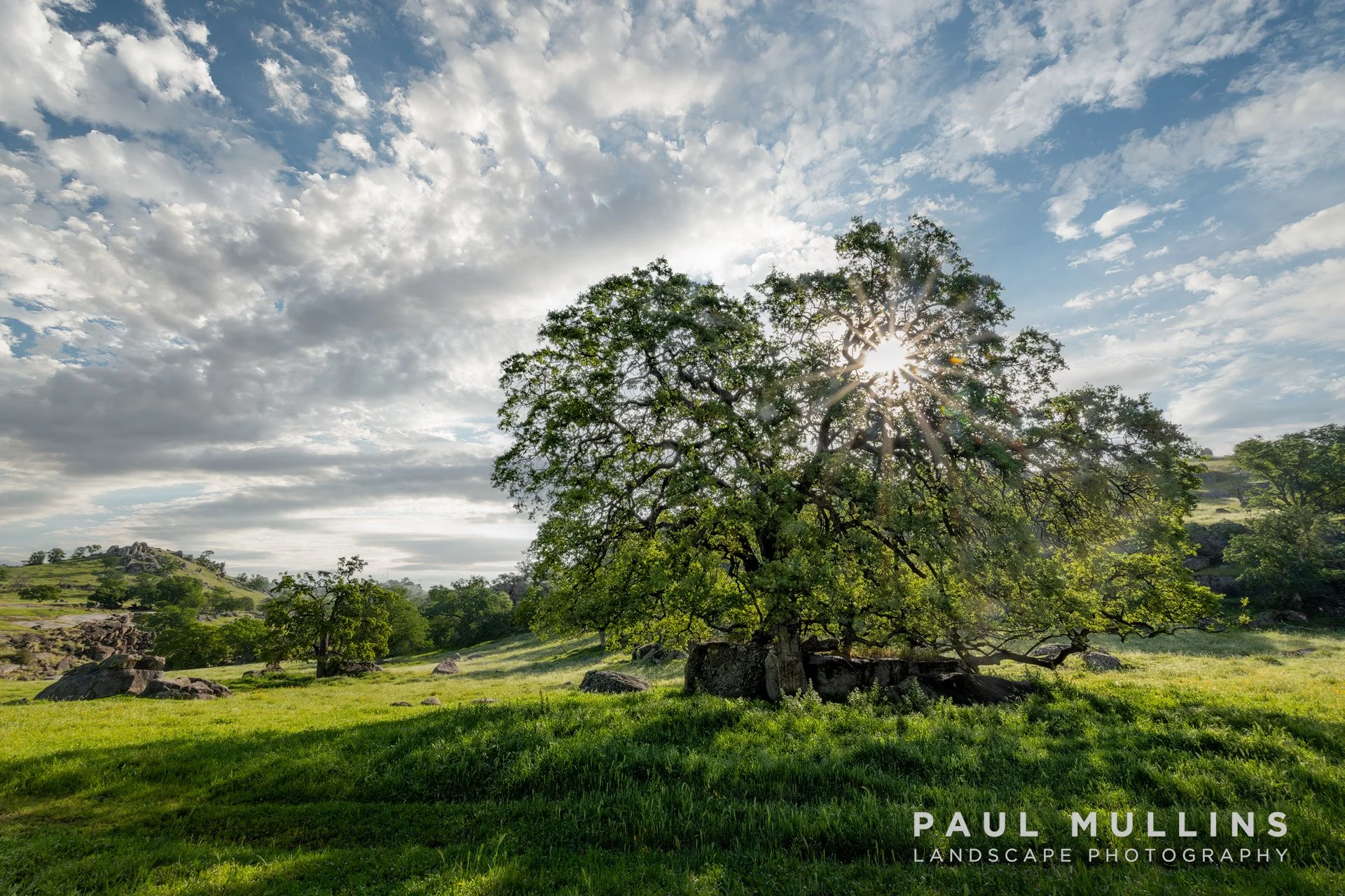 Sunstar Oak