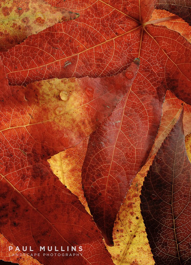 Liquid Amber