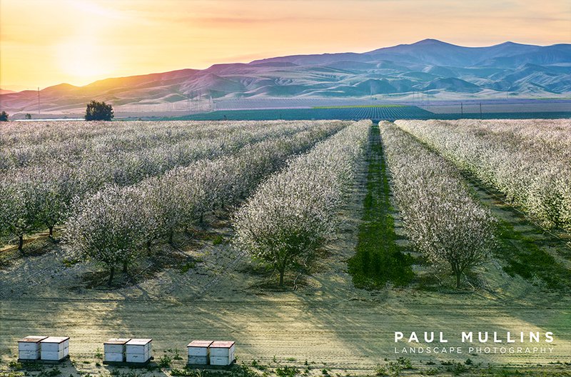 Almond Orchard