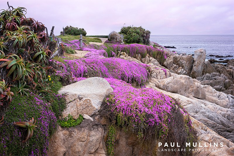 Magenta Cascade