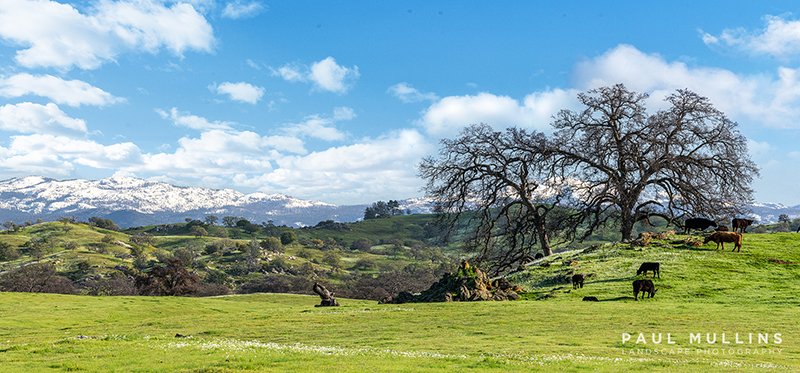 Pasture Pano