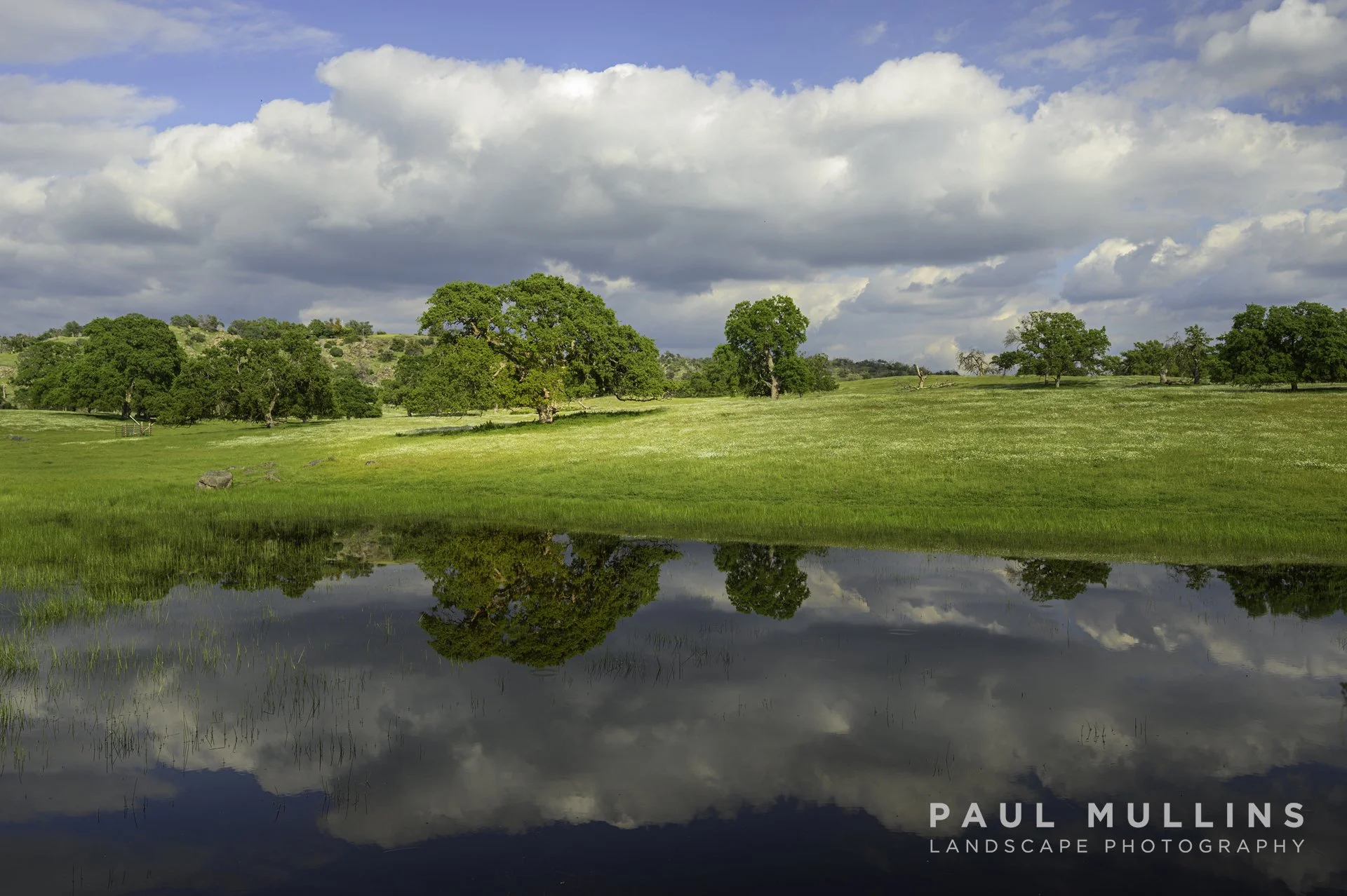 Reflecting Trees