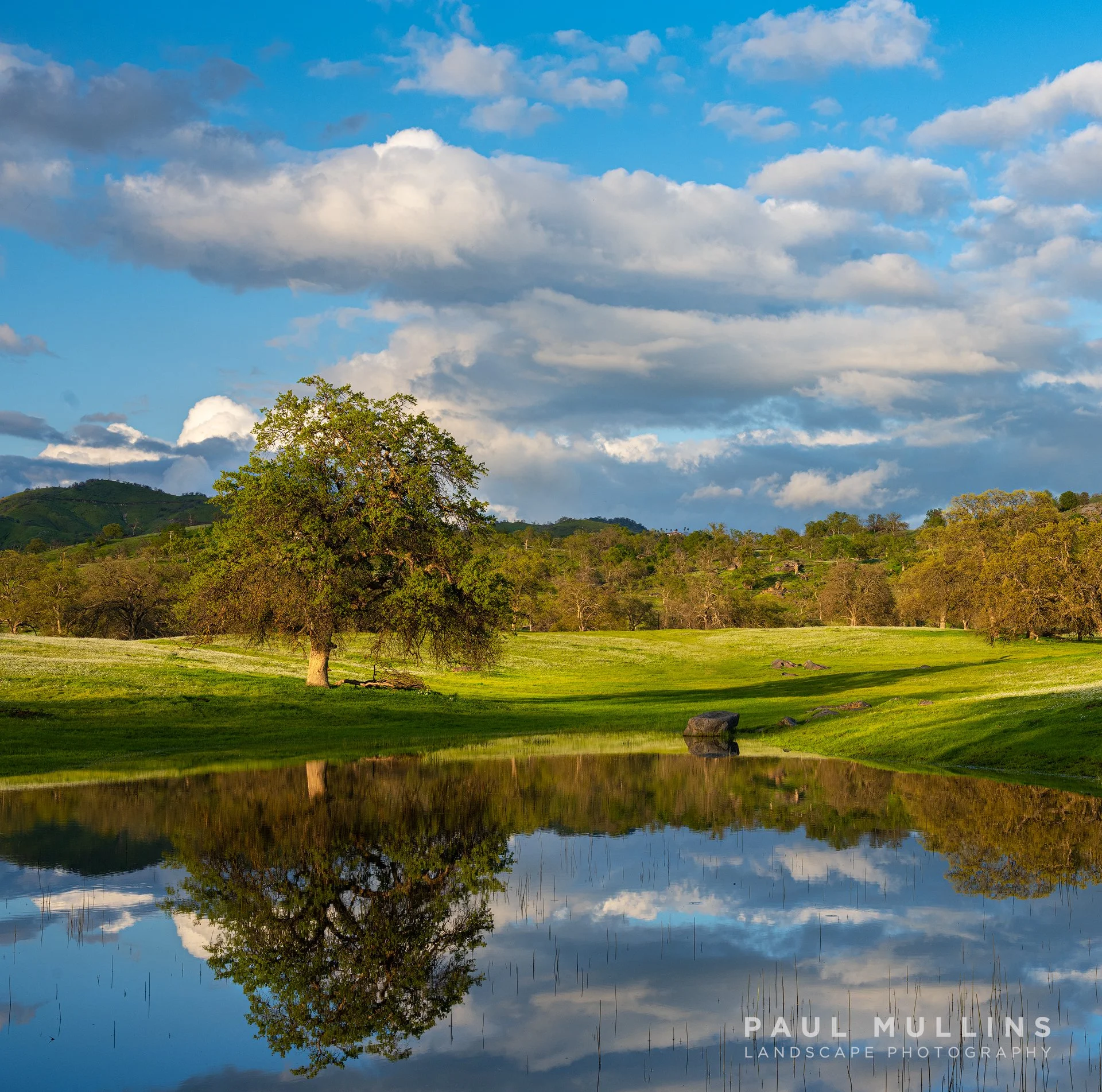 One Tree Reflection