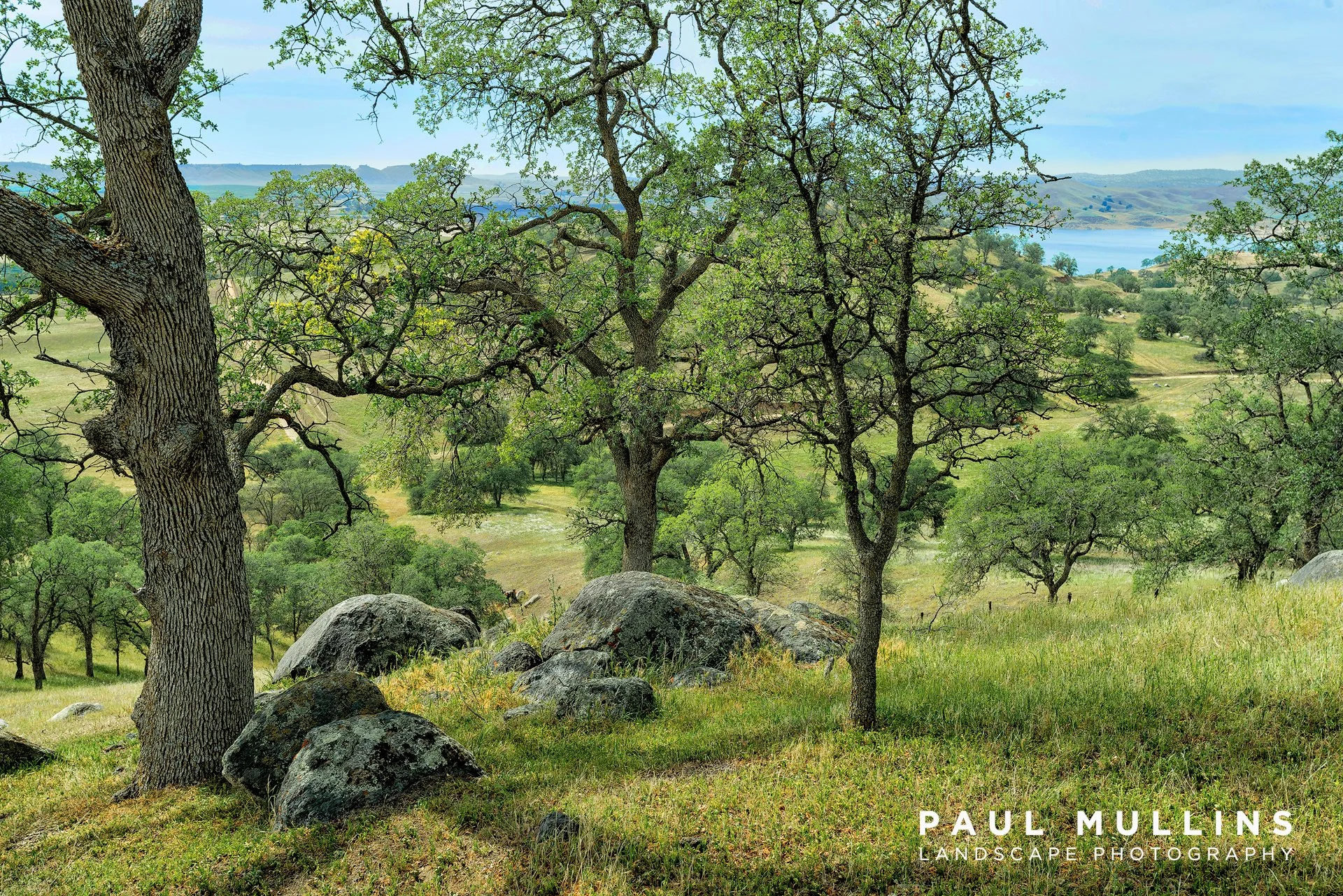 Millerton Oaks