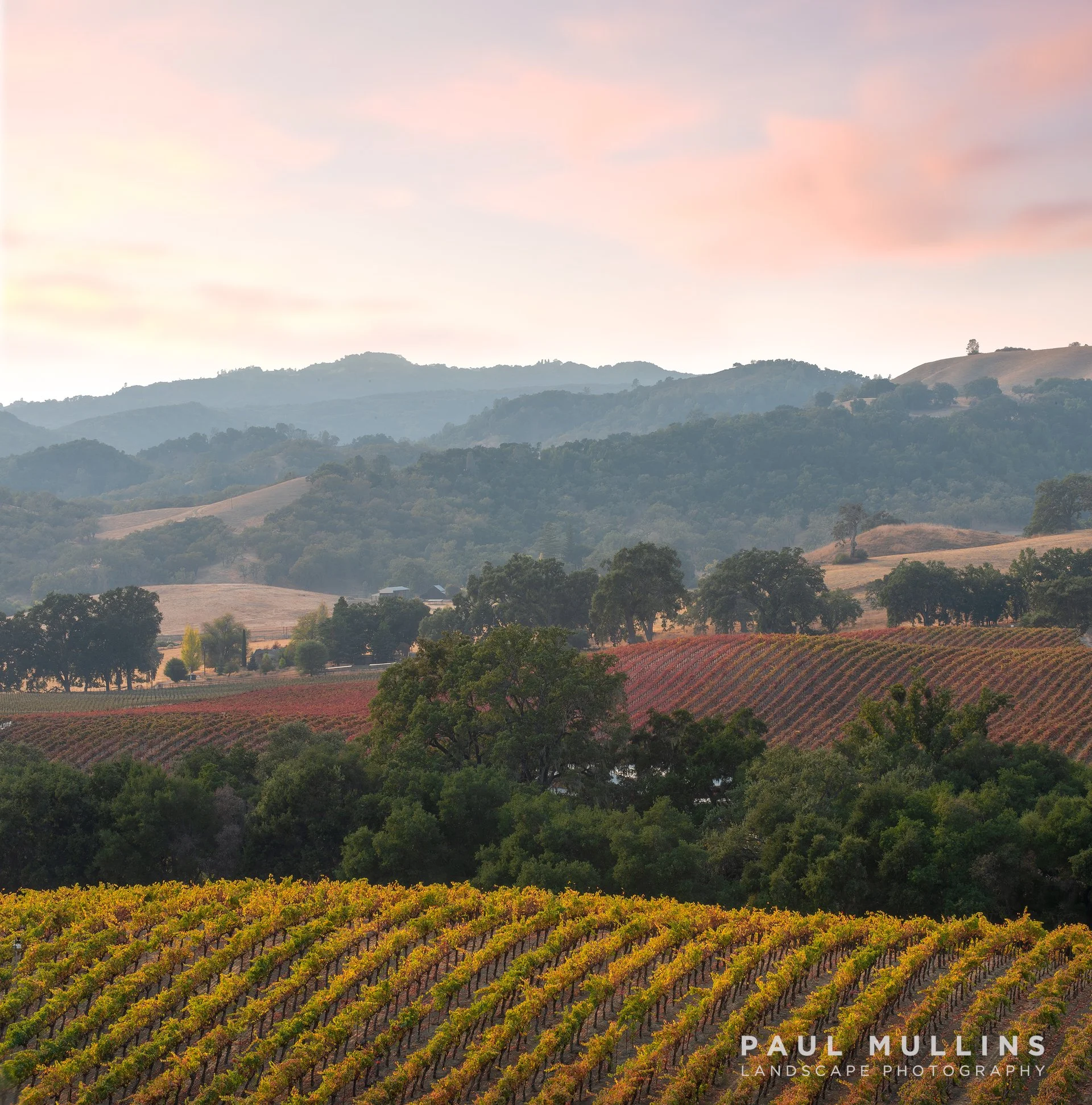 Fall Vineyard