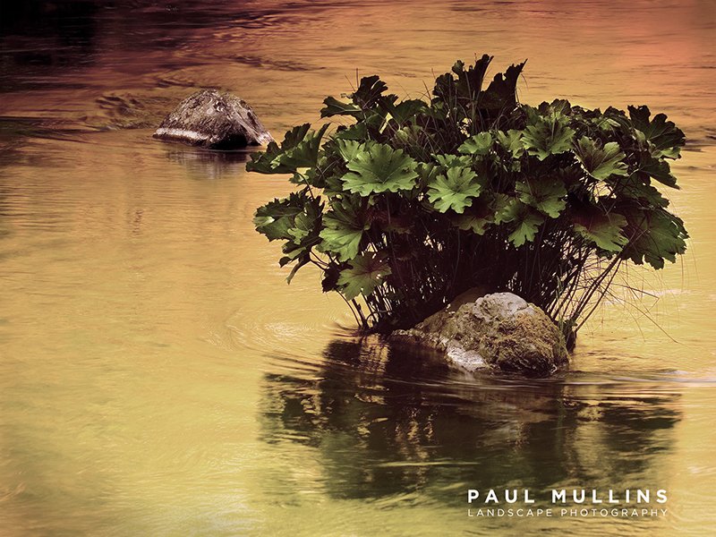 Creek Reflection