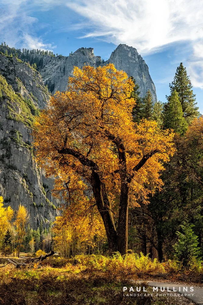 Golden Oak