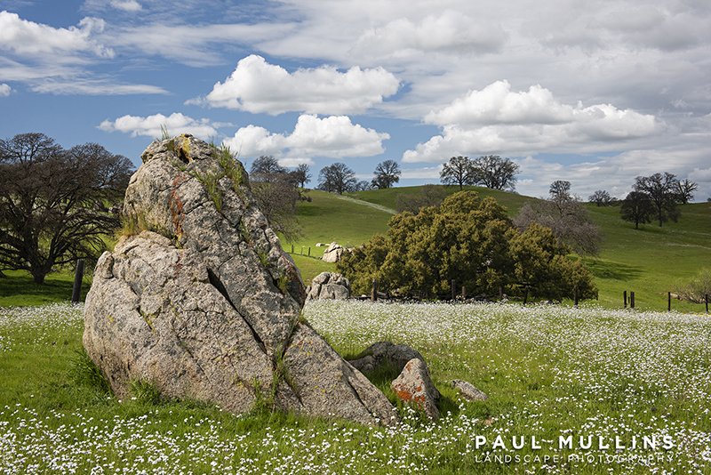 Wildflowers and Rock