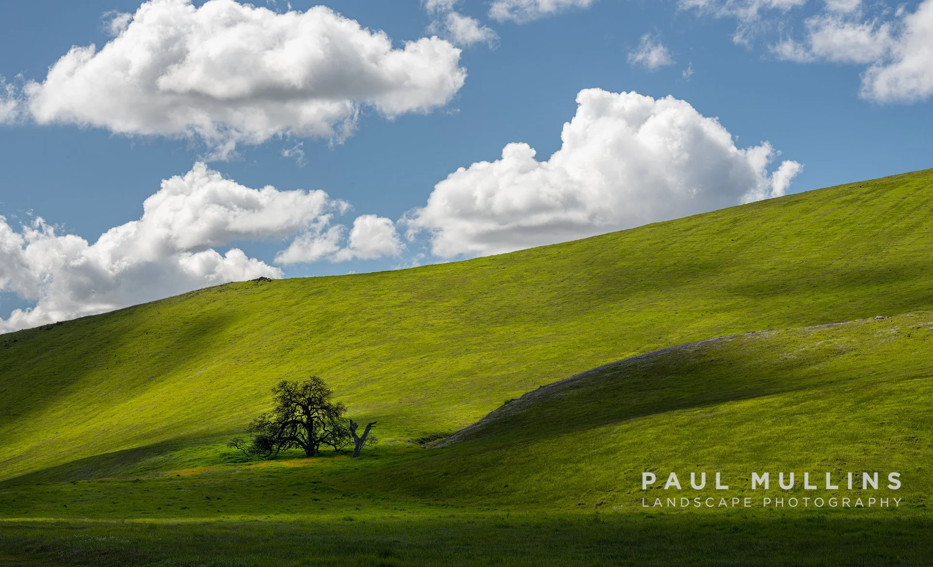 Tree on a Hill