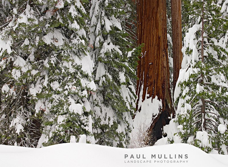 Sequoia Snow