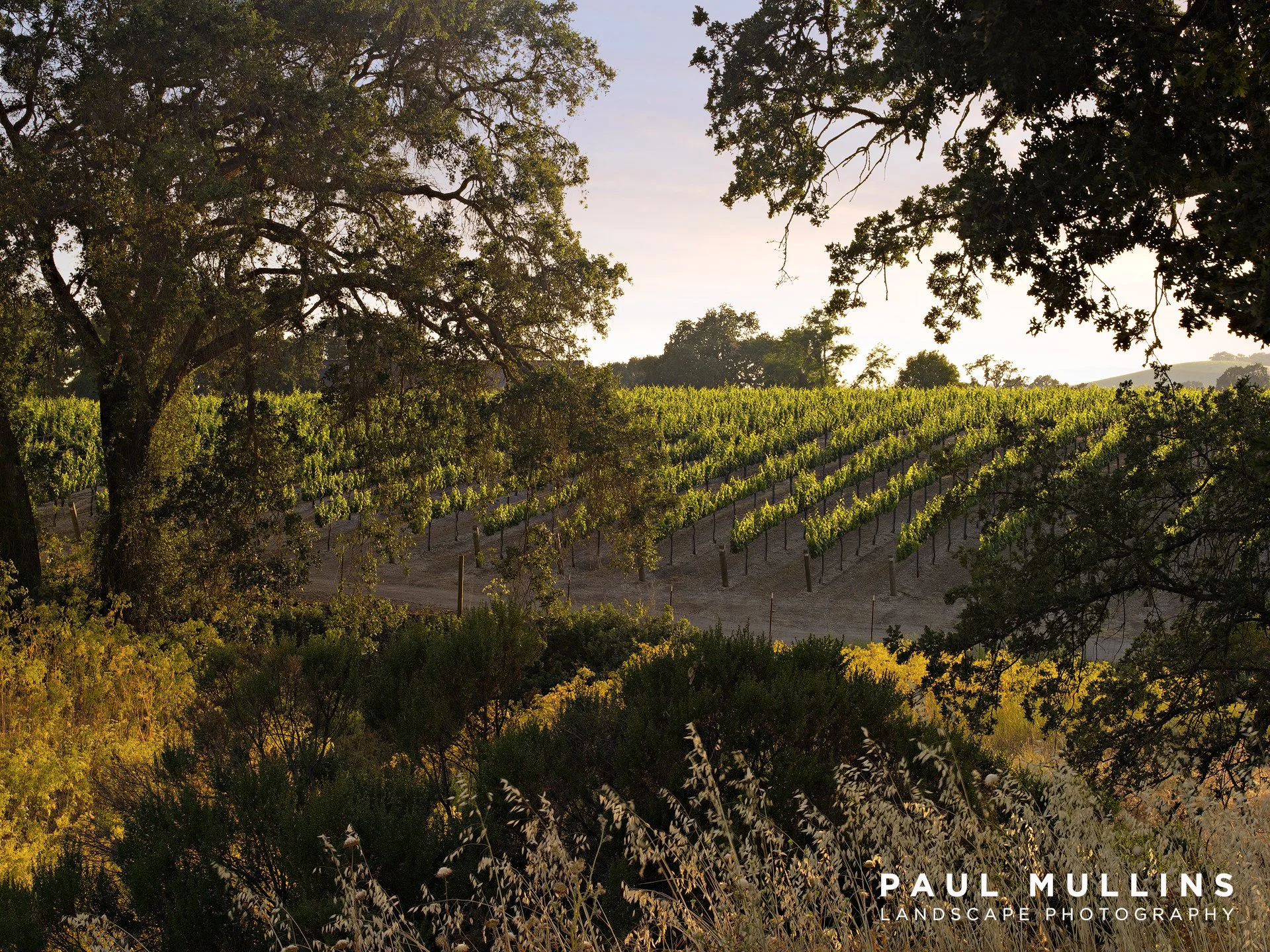 Wine Grapes 10