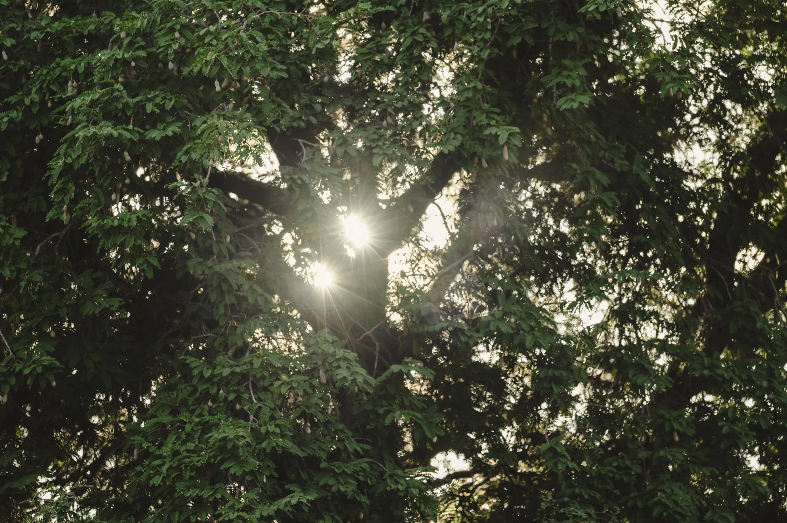 Sunlight shining through the dense leaves of a tree.
