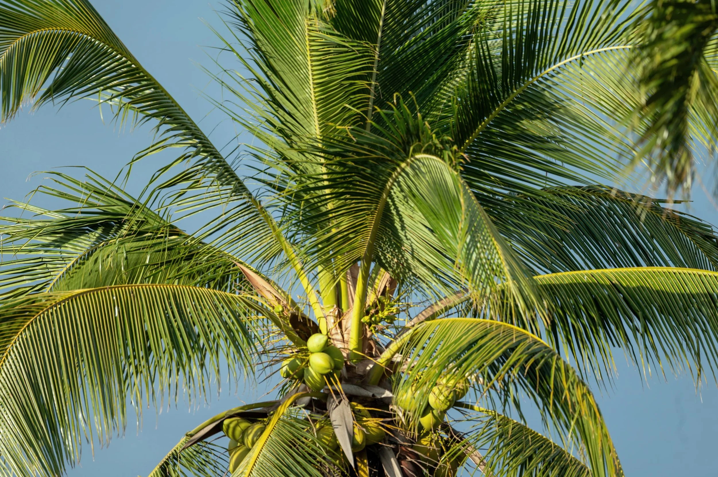 Close-up of a tall coconut palm tree with green coconuts, green fronds, and a clear blue sky in the background.