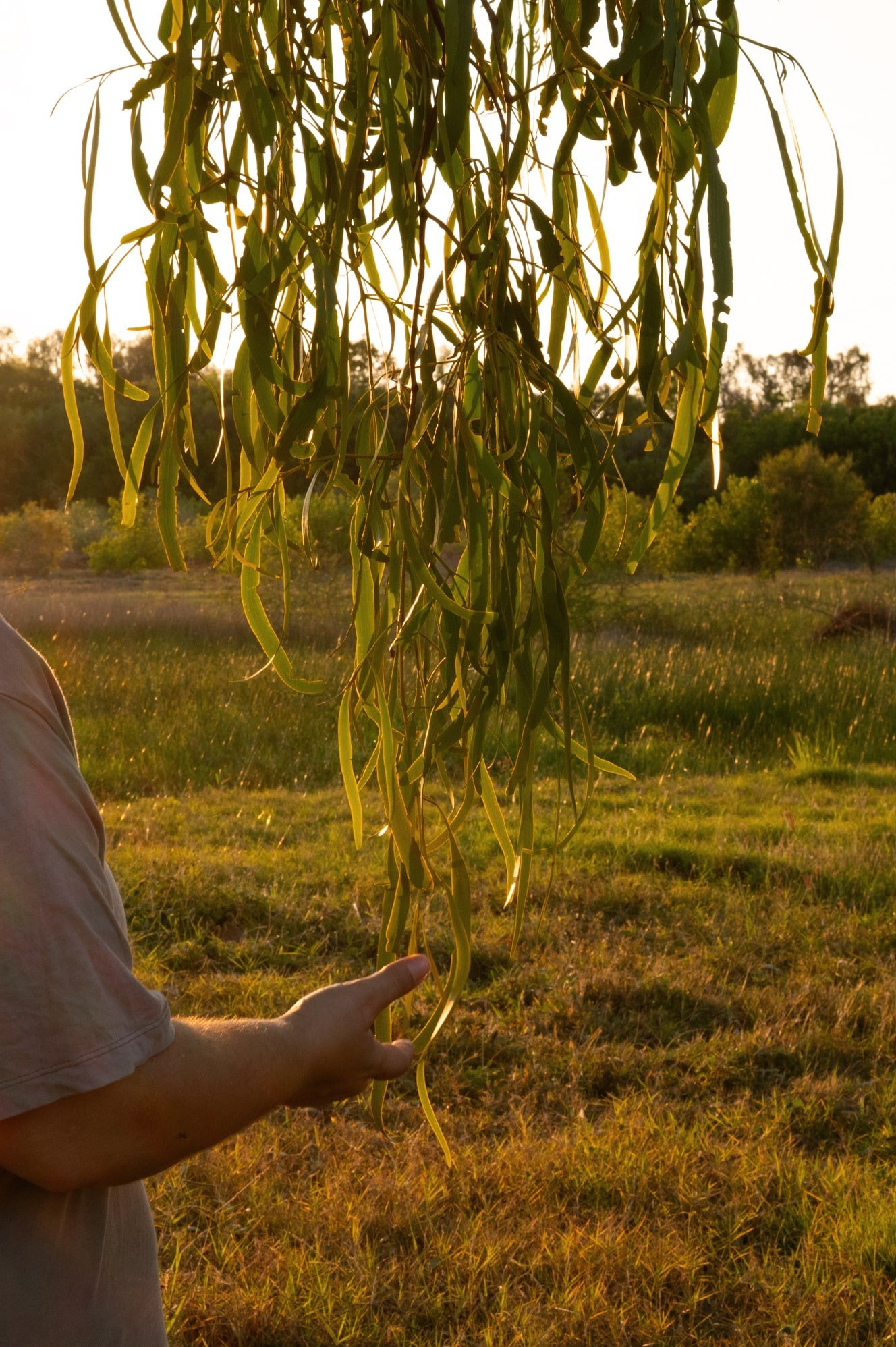 Person holding hanging tree branches outdoors at sunset with green fields and trees in the background.