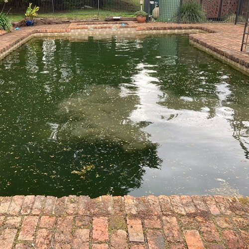 A neglected swimming pool with green, murky water and scattered debris on the surface, surrounded by brick paving.