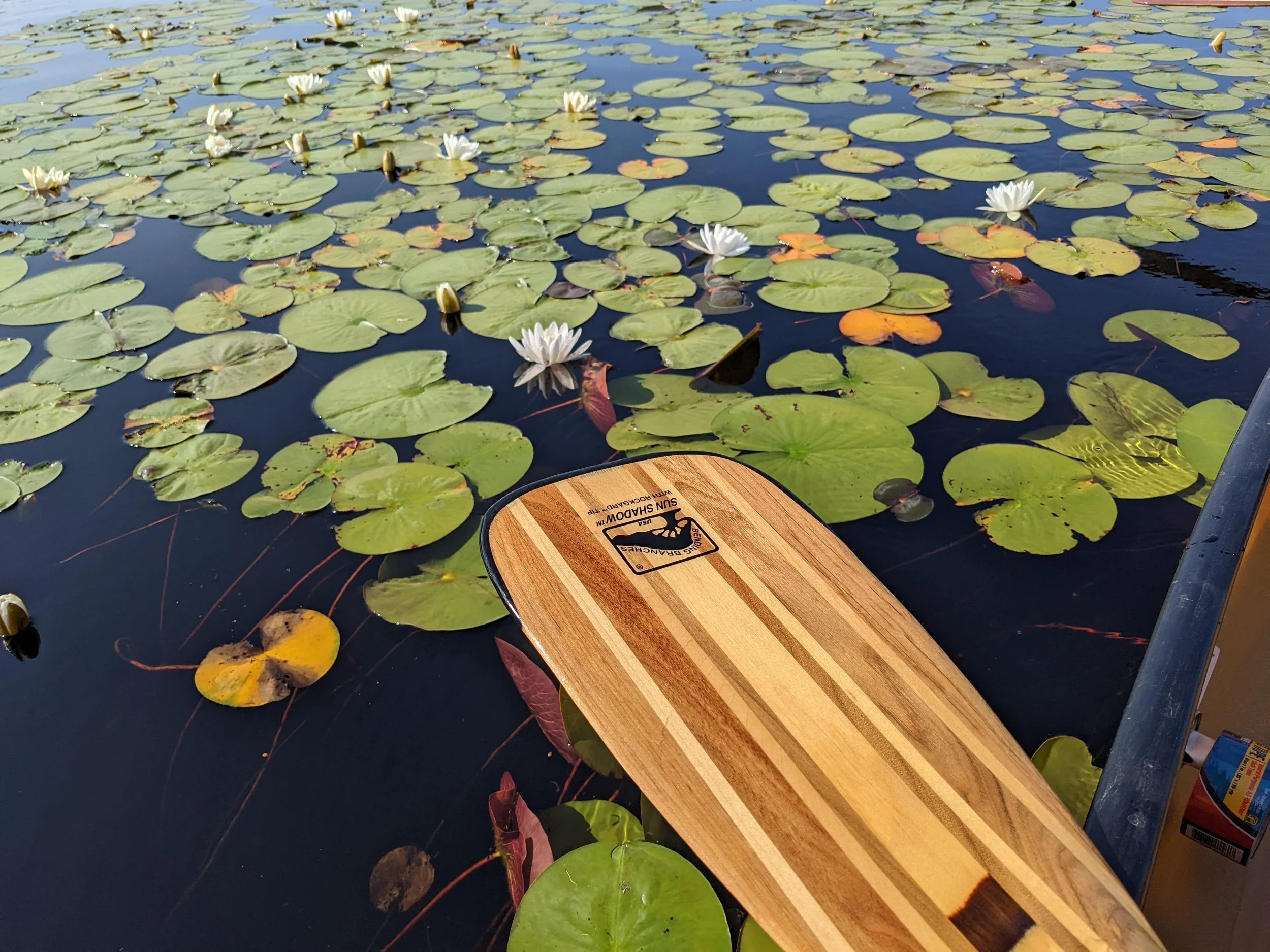 A wooden paddle over a lake full of water lilies