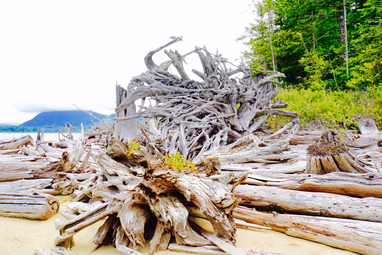 Lois Lake stumps