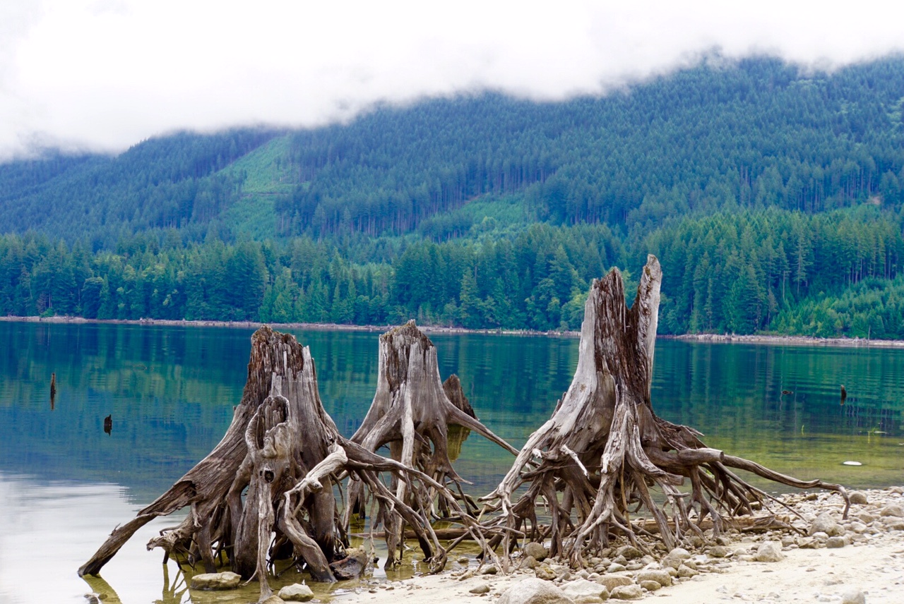 Dancing Stumps in Lois Lake.