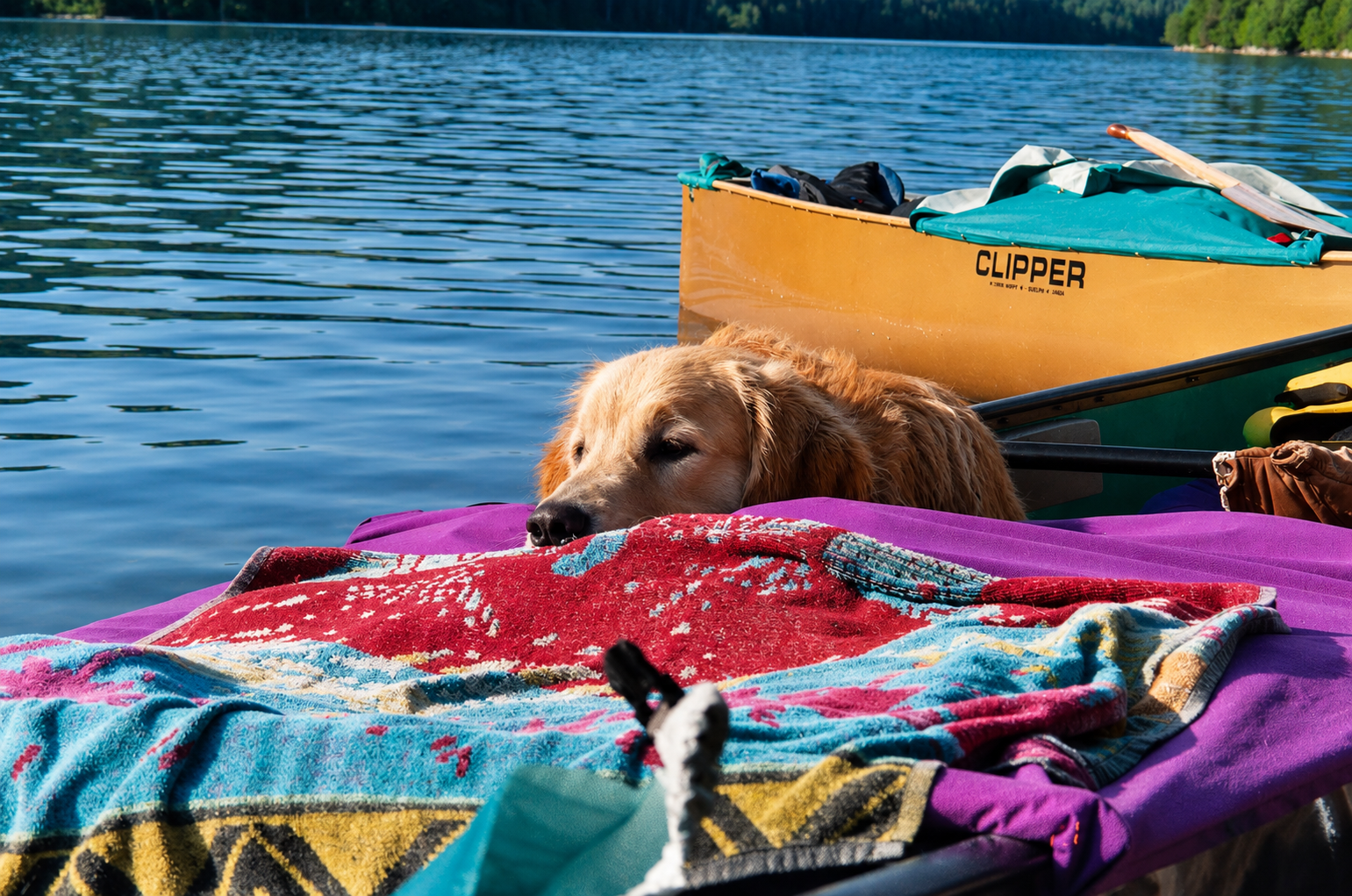 Dogs on the qathet Canoe Route: Everything You Need to Know Before You Paddle