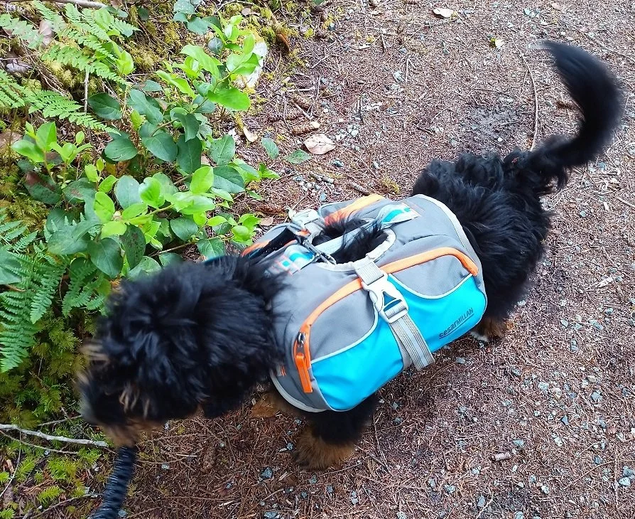 Dog on a trail carrying his own food in saddle bags