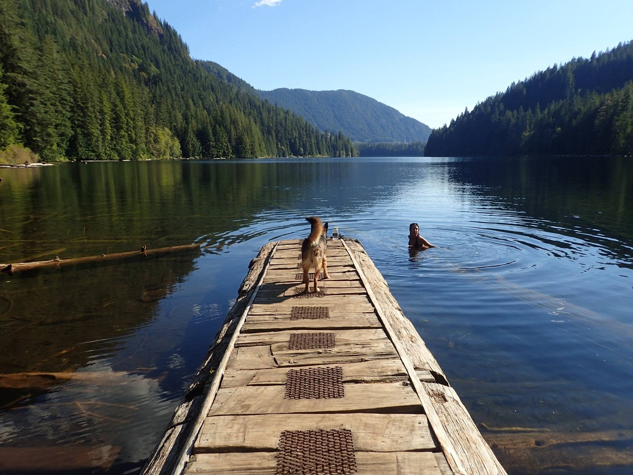 Dog on the dock looking at girl lake swimming