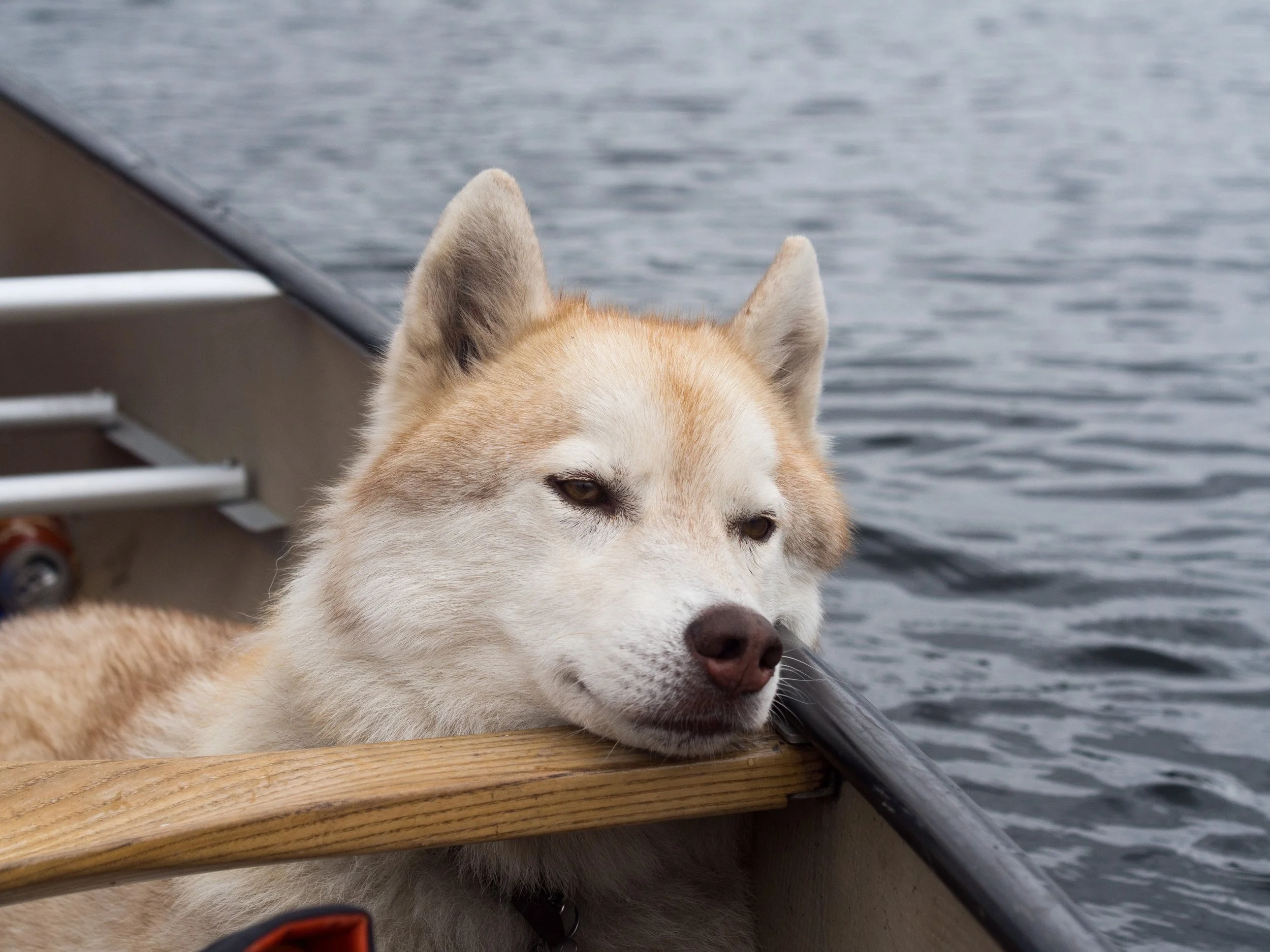 A dog relaxed in a canoe