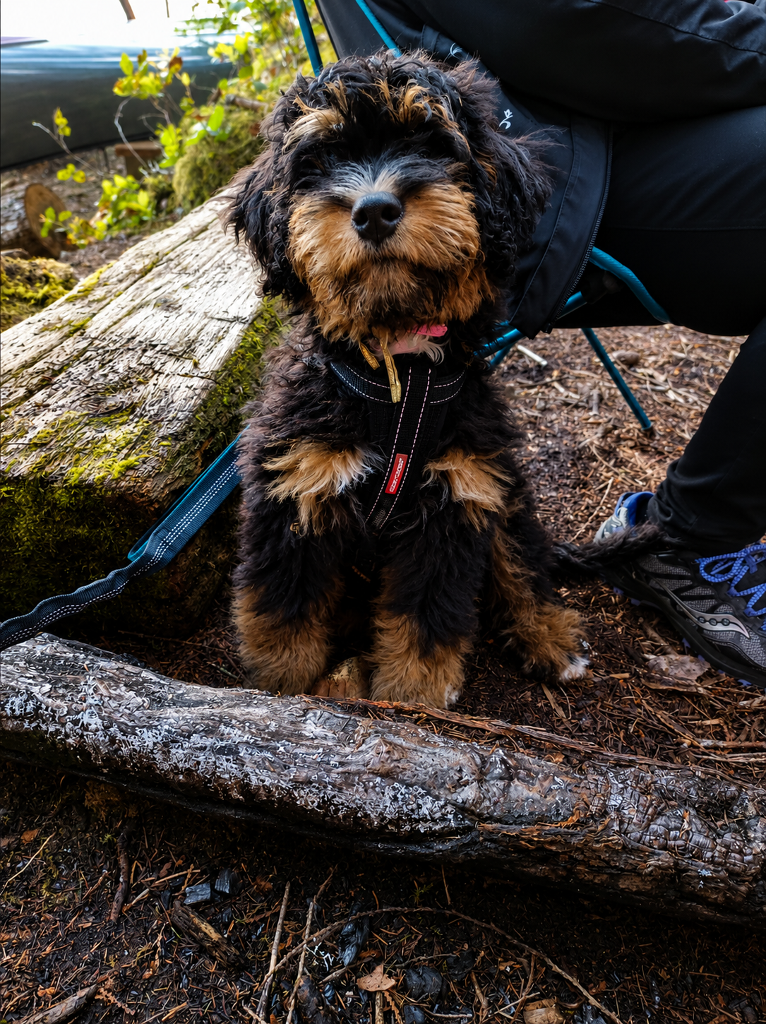 Puppy sitting in forest, looking at camera