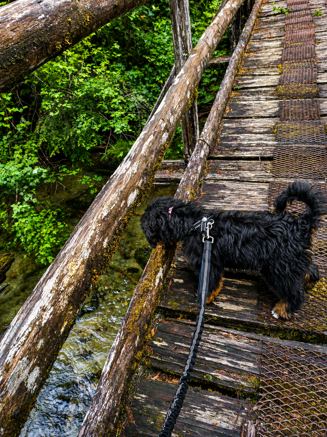 Dog looking edge of log bridge at water