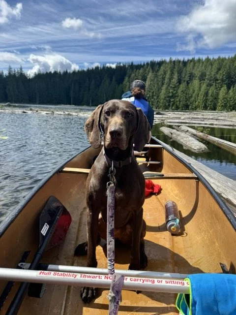 Dog sitting in a paddled canoe