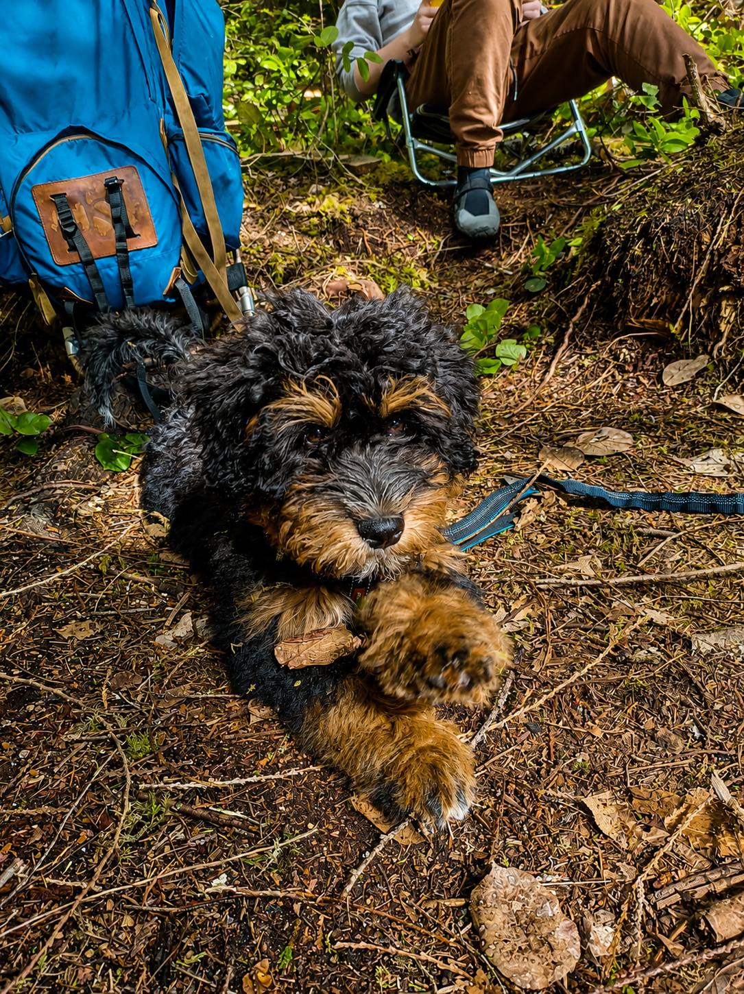 Puppy resting on the forest floor