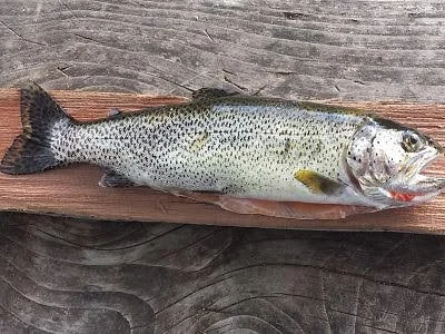A Rainbow Trout on a Cedar Plank