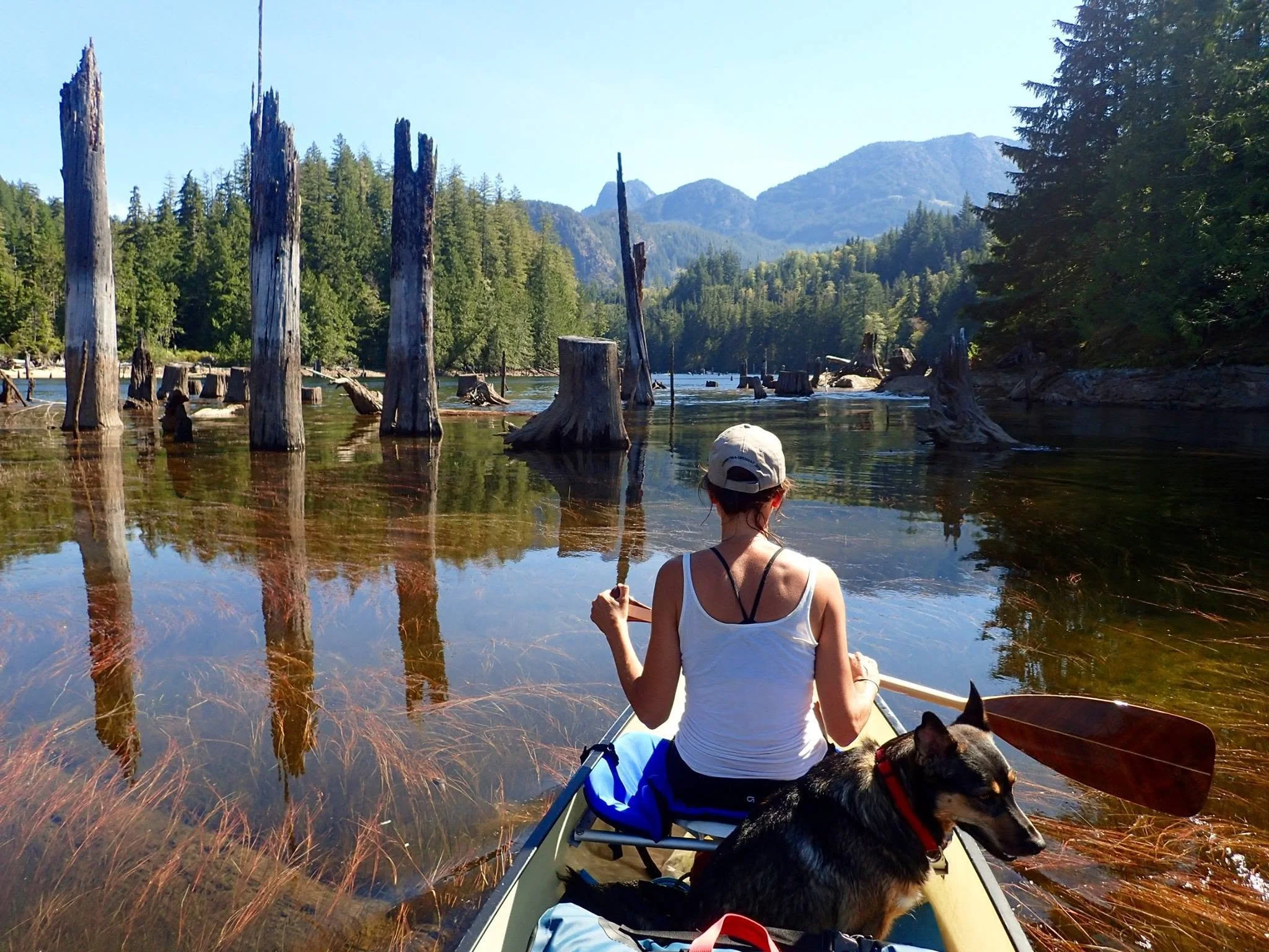 Dog in canoe over shallow waters