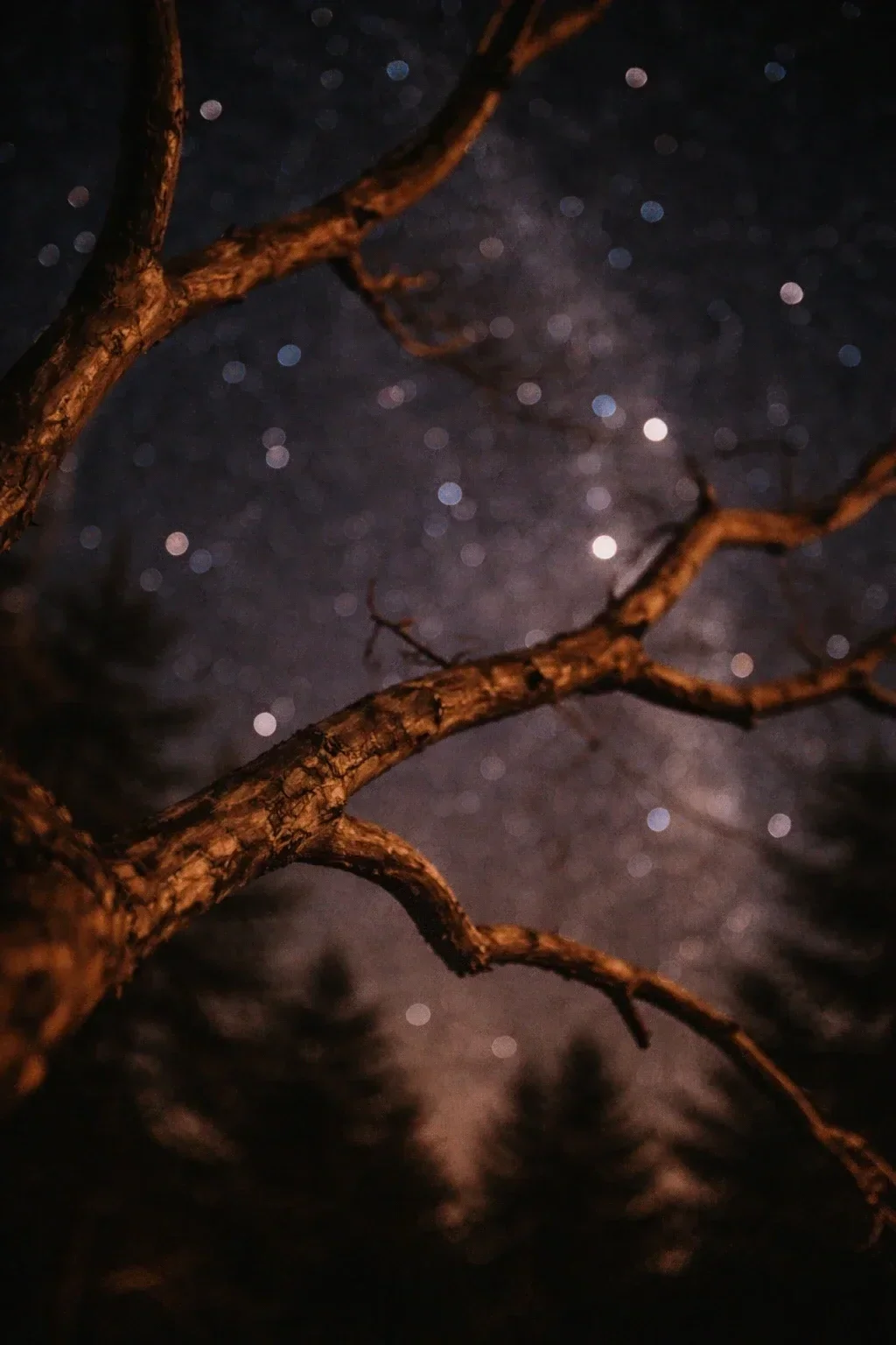 Tree branches with a starry night sky in the background.