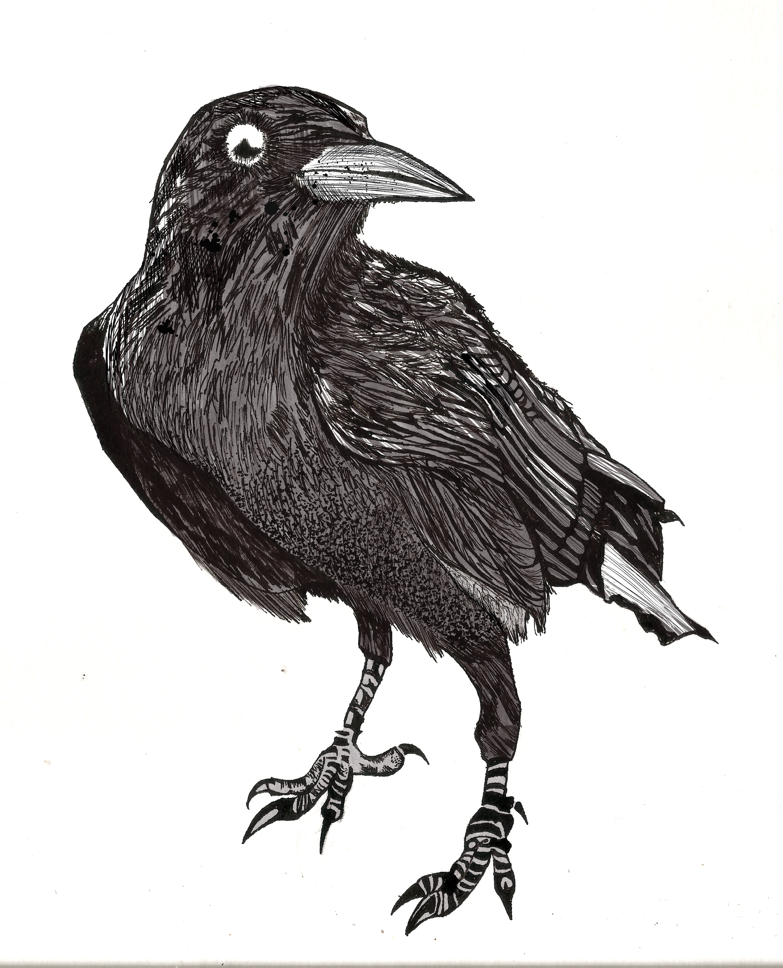 Crow Finished 3.png
