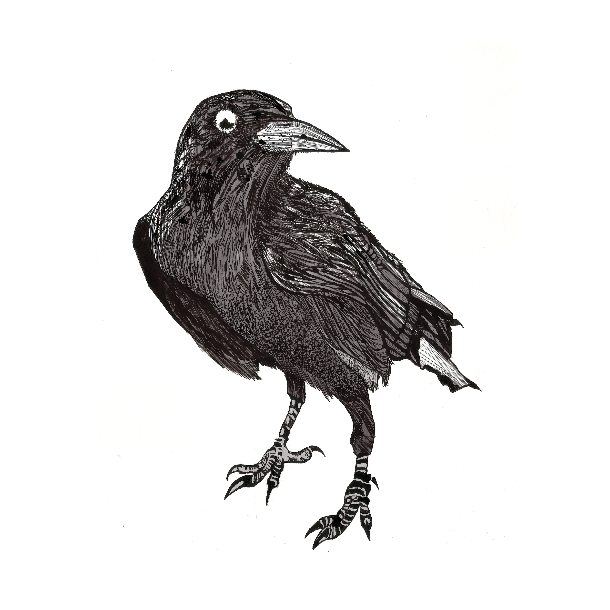 Bunnell_4_Mr.Crow.png
