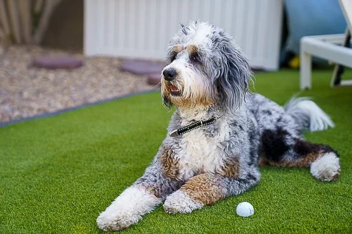 A dog lying on artificial grass with a golf ball near its front paws, outdoors in a backyard.