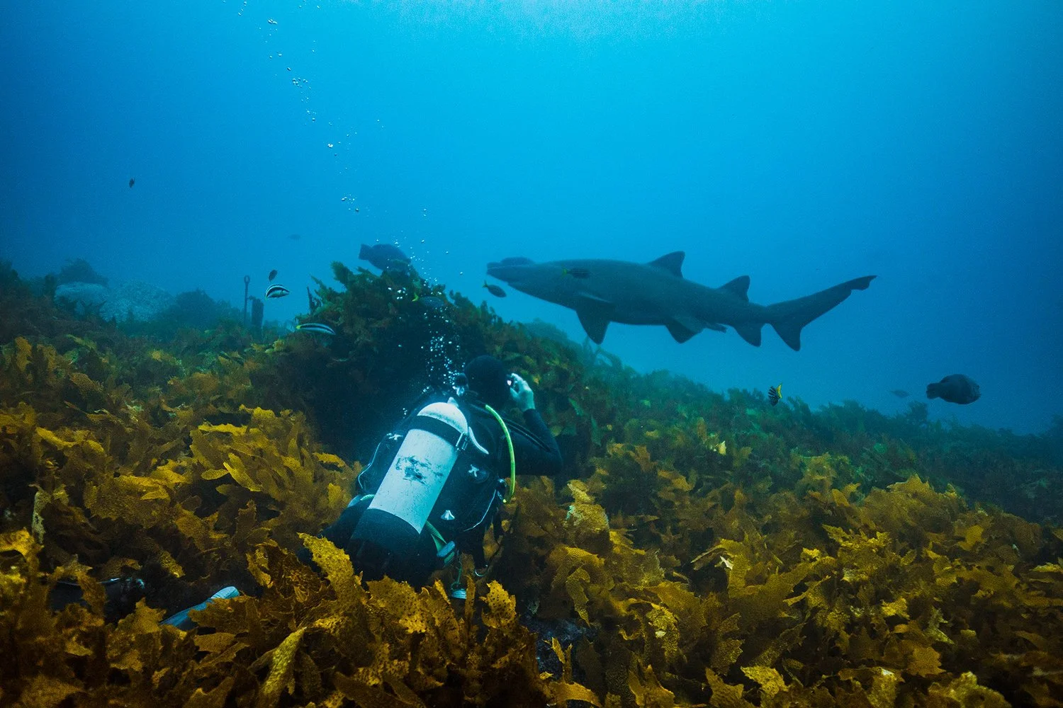 cuba diver near coral observing a large grey nurse shark and smaller fish in Narooma.