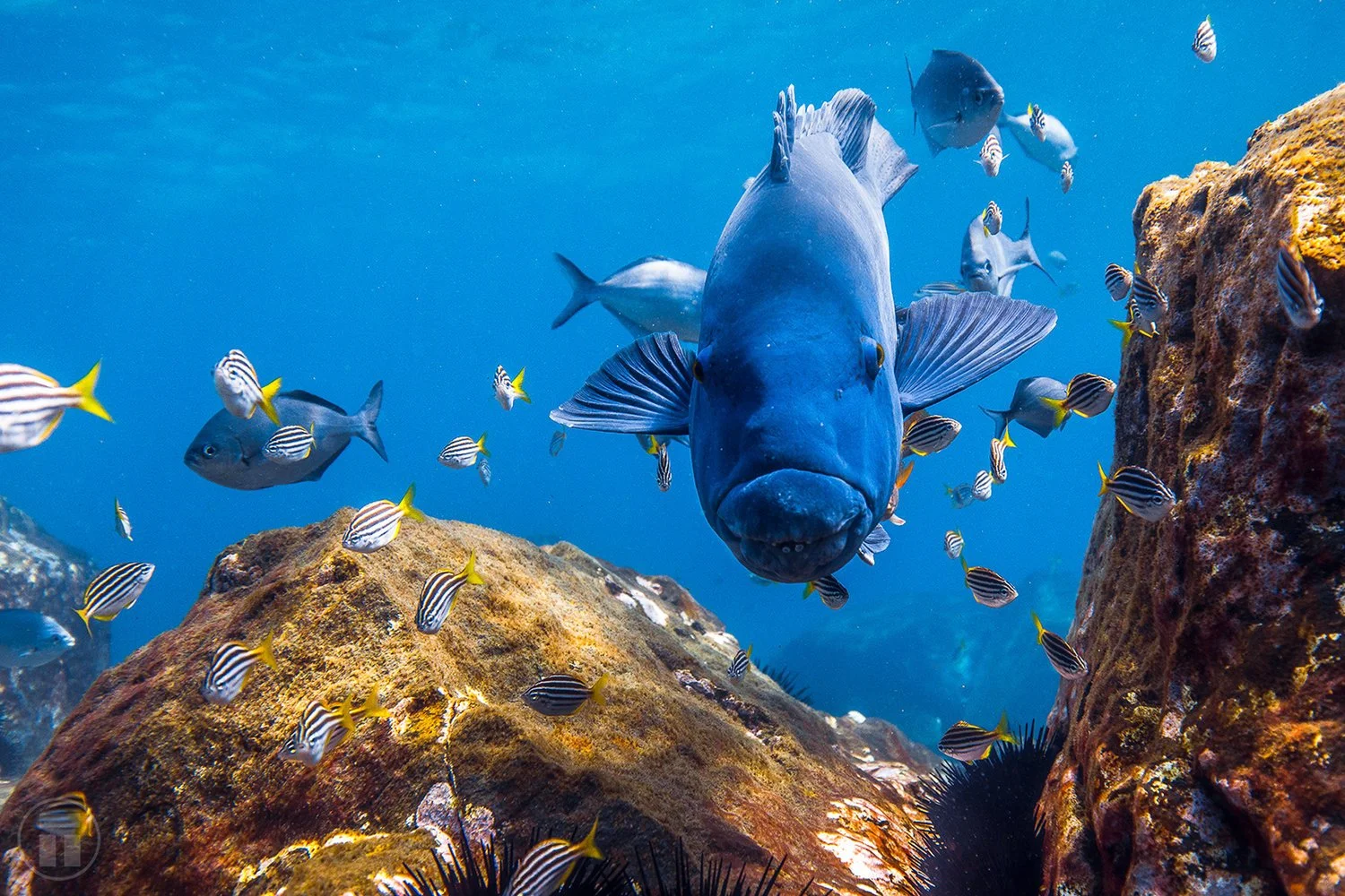 Enchanting Blue Gropers