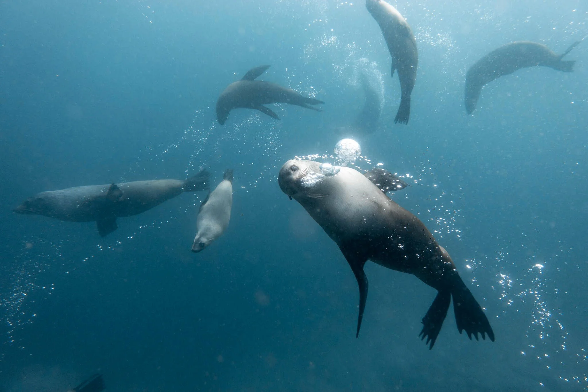 Swim with seals Montague Island Narooma