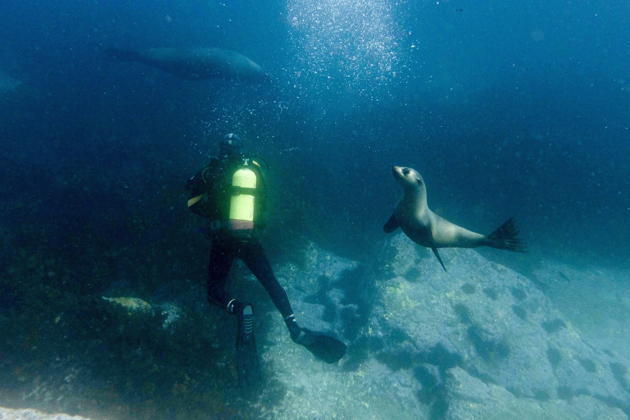 A scuba diver underwater, camera in hand, capturing the playful antics of Australian fur seals as they swim gracefully in the clear ocean waters, an extraordinary wildlife encounter at Montague Island, Narooma.