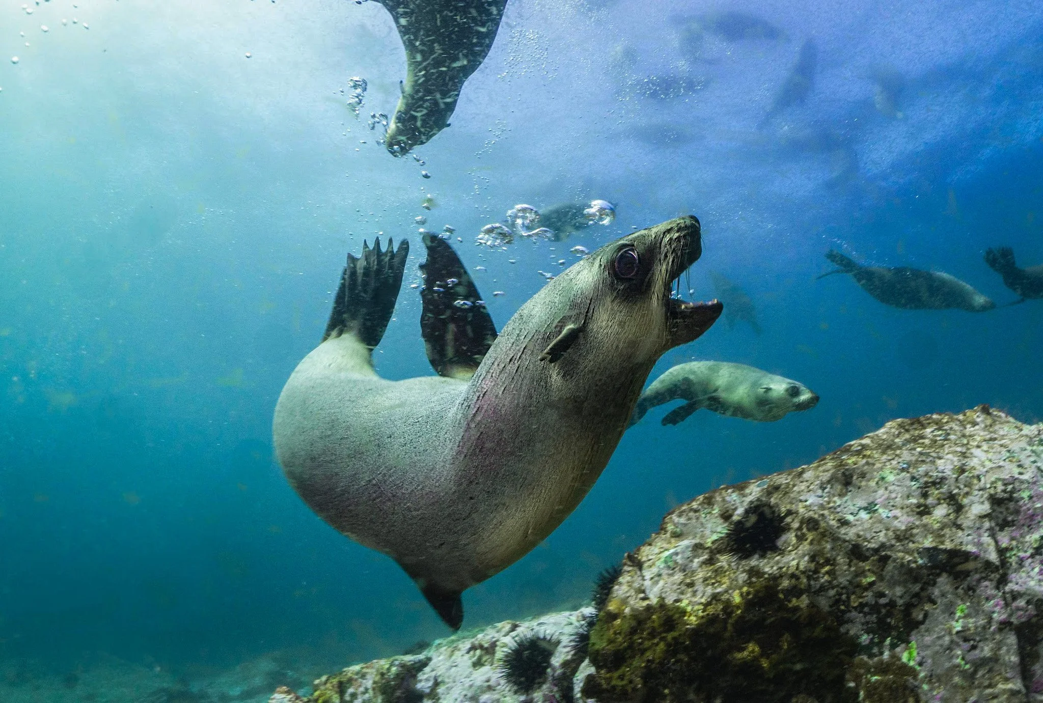 Seal swimming near a rock with fish in the background at Montague Island, a prime spot for snorkelling with seals in Narooma and wildlife experiences.