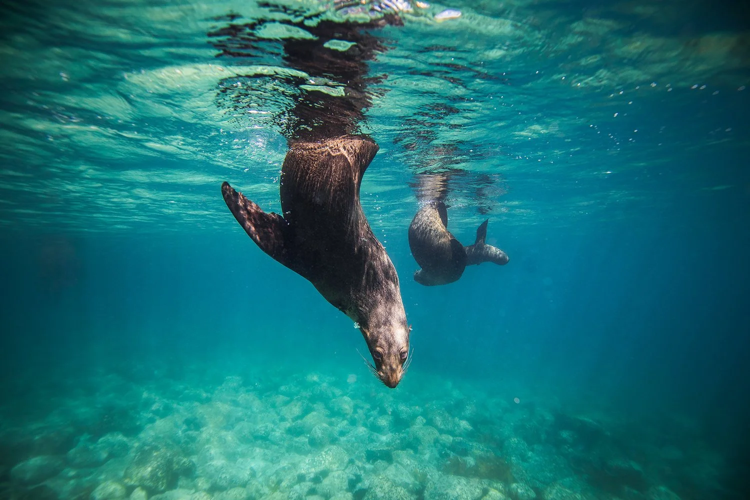Two curious fur seals dipping their heads underwater to say hello, their playful nature shining through in the crystal-clear blue waters, an unforgettable encounter while exploring Montague Island in Narooma.