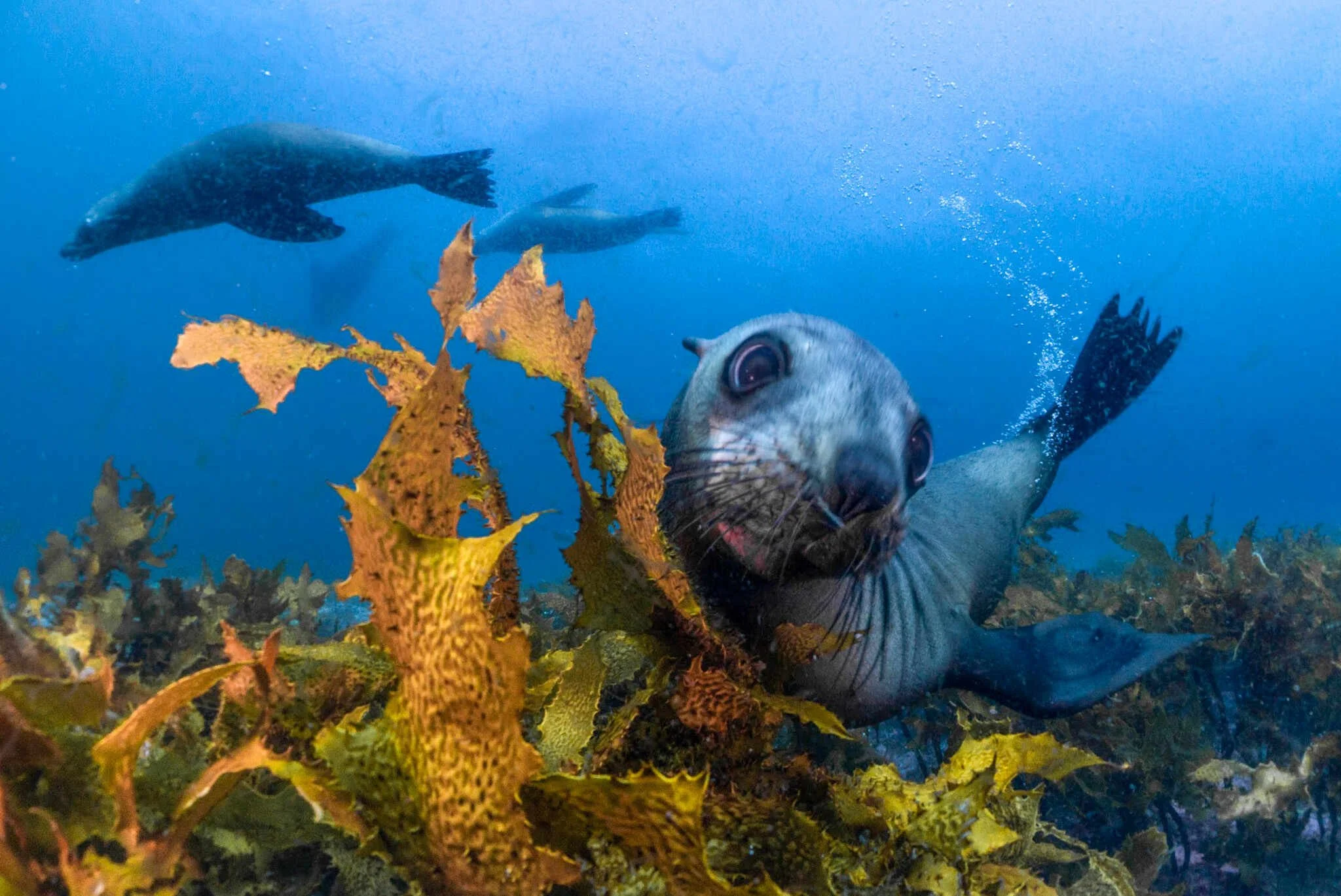 A curious fur seal underwater among seaweed, Diving with fur seals at Barunguba Montague Island, a unique marine adventure.