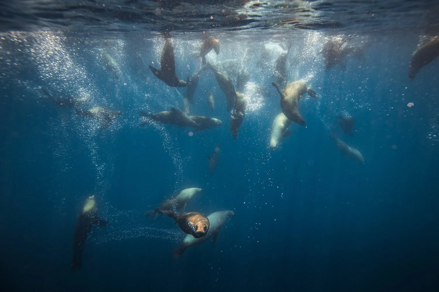 Underwater view of seals swimming in the crystal-clear waters of Montague Island near Narooma, a top spot for scuba diving and snorkelling with seals.