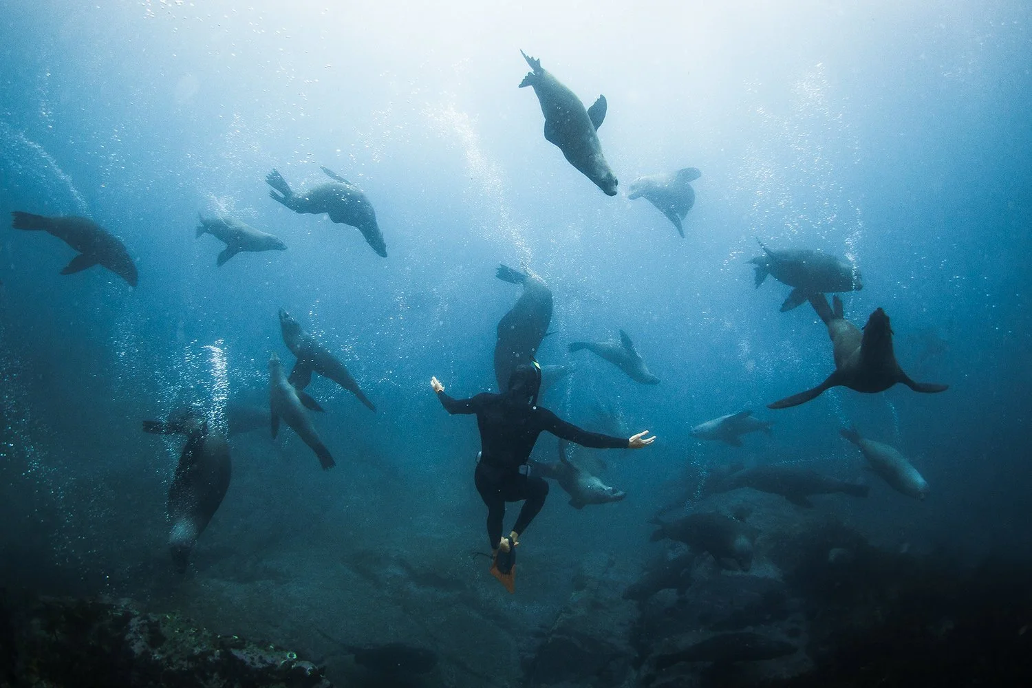 Snorkeling with seals at Barunguba Island, experiencing marine life up close